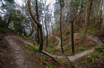 Картинка природа лес деревья