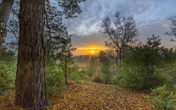 Картинка природа лес деревья