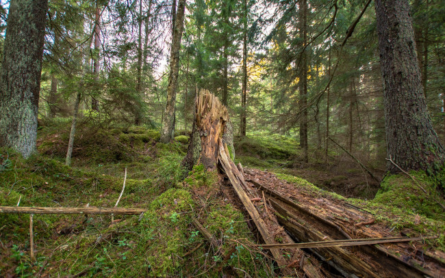 Обои картинки фото природа, лес, деревья