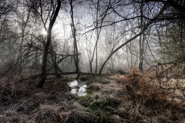 Обои картинки фото природа, лес, деревья