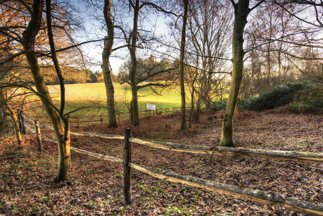 Обои картинки фото природа, лес, деревья