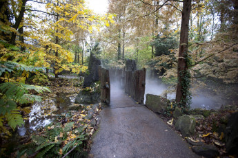 Картинка природа лес дорожка мост ручей осень деревья