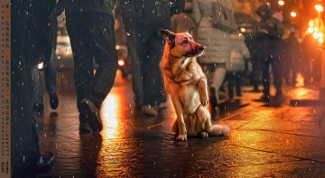 Картинка календари компьютерный+дизайн собака взгляд