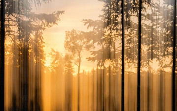 Картинка природа лес деревья заря силуэты