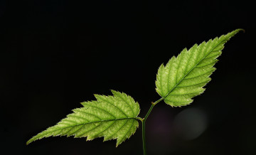 Картинка природа листья фон