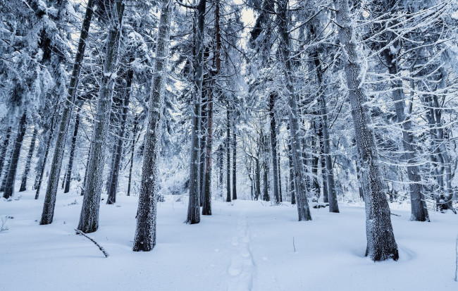 Обои картинки фото природа, зима, деревья, снег