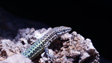 Картинка животные ящерицы +игуаны +вараны ящерица камни