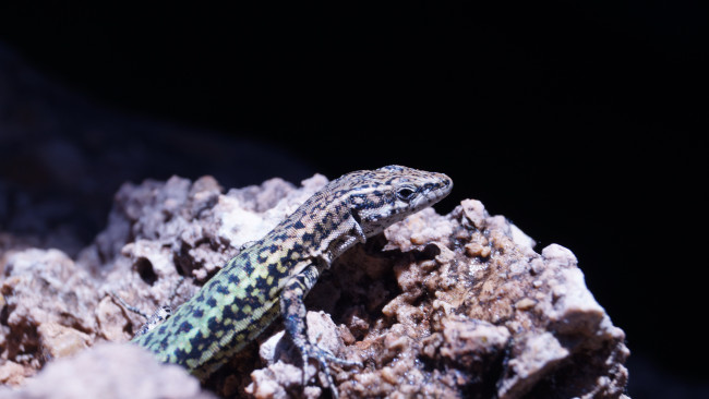 Обои картинки фото животные, ящерицы,  игуаны,  вараны, ящерица, камни