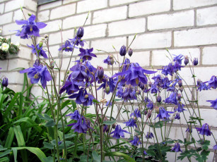 Картинка цветы аквилегия+ водосбор лиловая аквилегия