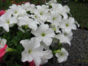 Картинка цветы петунии +калибрахоа белая петуния