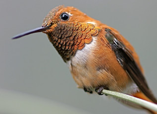 Картинка животные колибри птица