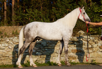 Картинка животные лошади конь деревья забор