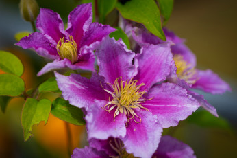 Картинка цветы клематис+ ломонос розовый клематис макро