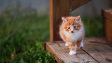 Картинка пушистик животные коты котёнок комочек шерсти няшное существо да и лучший друг человека мур мяу