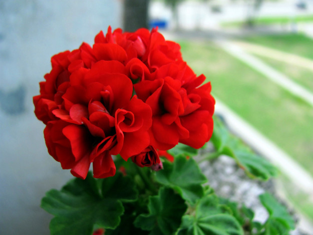 Обои картинки фото цветы, герань, алая