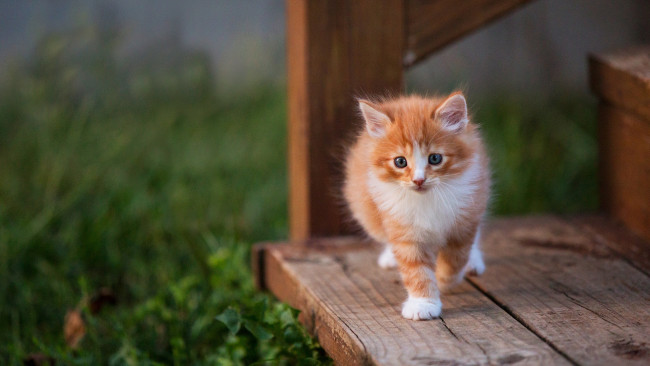 Обои картинки фото пушистик, животные, коты, котёнок, комочек, шерсти, няшное, существо, да, и, лучший, друг, человека, мур, мяу