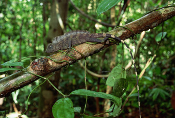 Картинка животные ящерицы +игуаны +вараны ящерица ветка джунгли