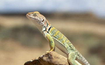 Картинка животные ящерицы +игуаны +вараны ящерица камень