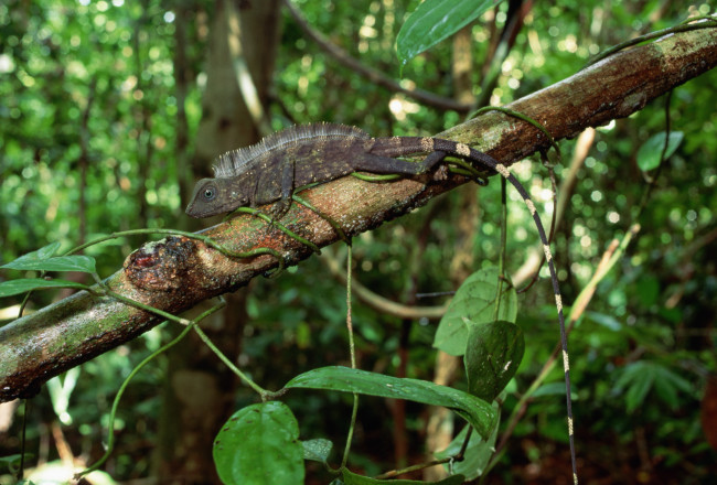 Обои картинки фото животные, ящерицы,  игуаны,  вараны, ящерица, ветка, джунгли