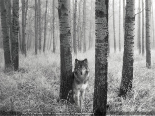 Картинка животные волки