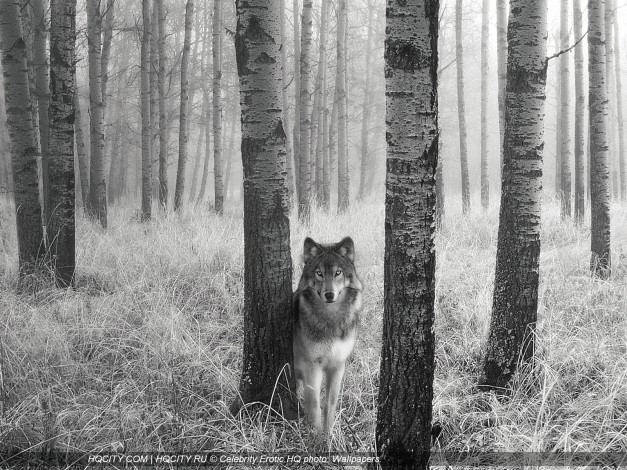 Обои картинки фото животные, волки