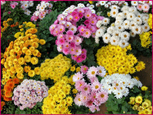 Картинка цветы хризантемы