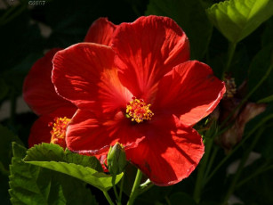 Картинка цветы гибискусы