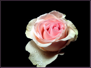 Картинка цветы розы