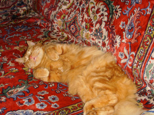 Картинка животные коты