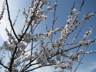 обоя цветы, цветущие, деревья, кустарники