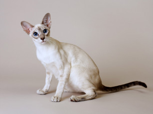 Картинка животные коты