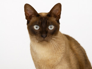 Картинка животные коты