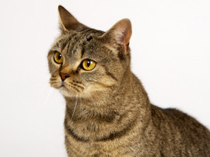 Картинка животные коты