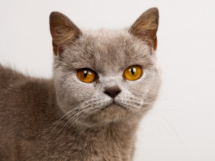 Картинка животные коты