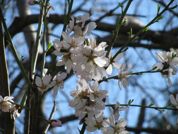 Обои картинки фото цветы, цветущие, деревья, кустарники
