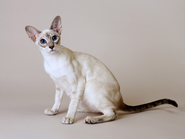 Обои картинки фото животные, коты