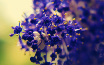 Картинка цветы