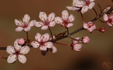 Картинка цветы цветущие деревья кустарники