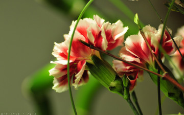 Картинка цветы гвоздики