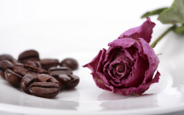 Картинка цветы розы