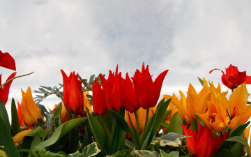 Картинка цветы тюльпаны
