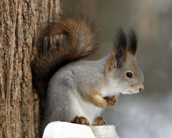 Обои картинки фото животные, белки