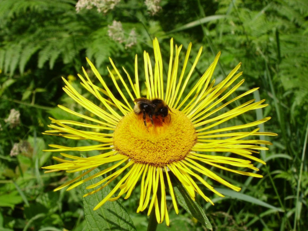 Обои картинки фото животные, насекомые