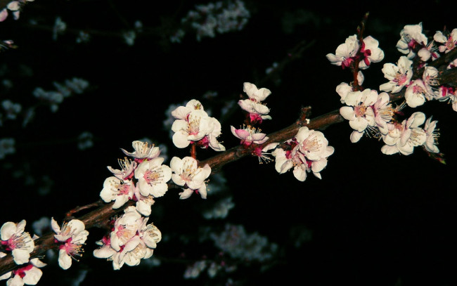 Обои картинки фото цветы, цветущие, деревья, кустарники