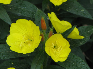 Картинка цветы