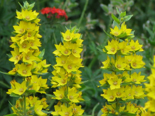 Картинка цветы