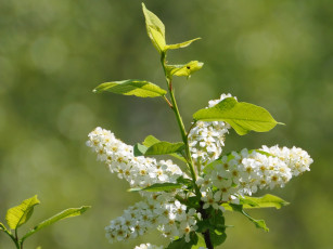 обоя цветы, цветущие, деревья, кустарники