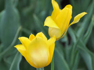 Картинка цветы тюльпаны
