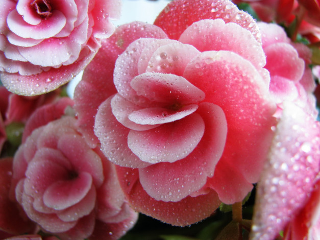 Обои картинки фото цветы, бегония