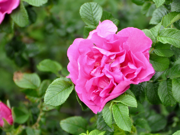 Обои картинки фото цветы, шиповник